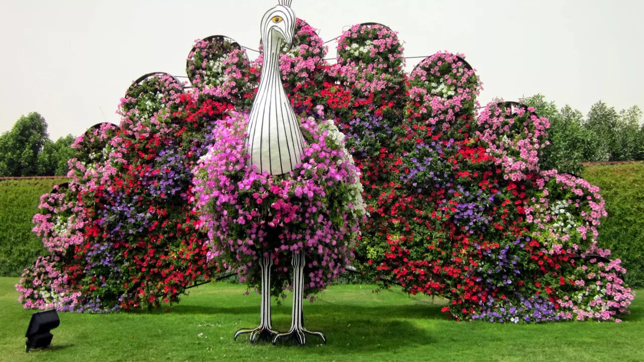 Dubai Miracle Garden -- photo 1