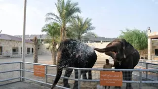 Abu Dhabi Emirates Park Zoo