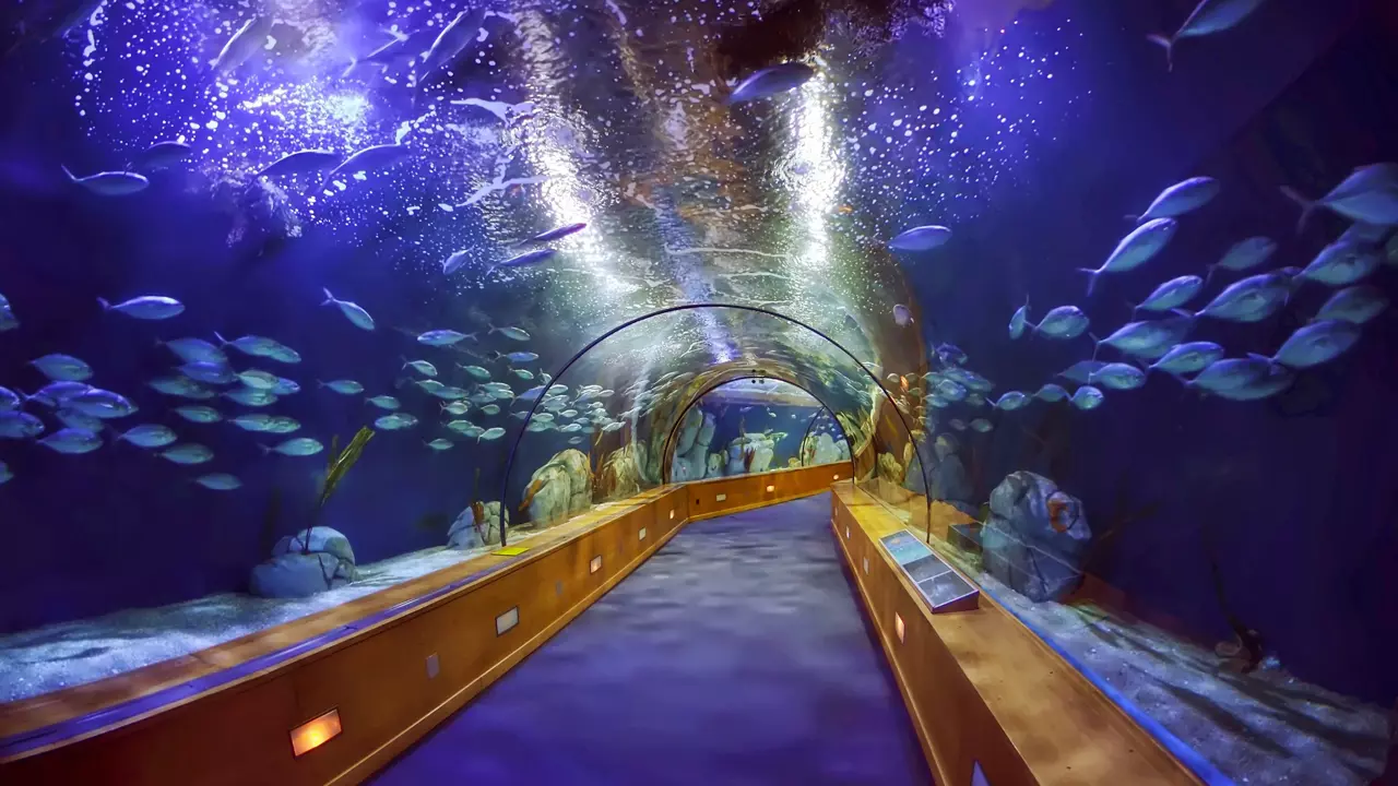 Aquarium and Underwater Zoo at the Dubai Mall -- photo 1