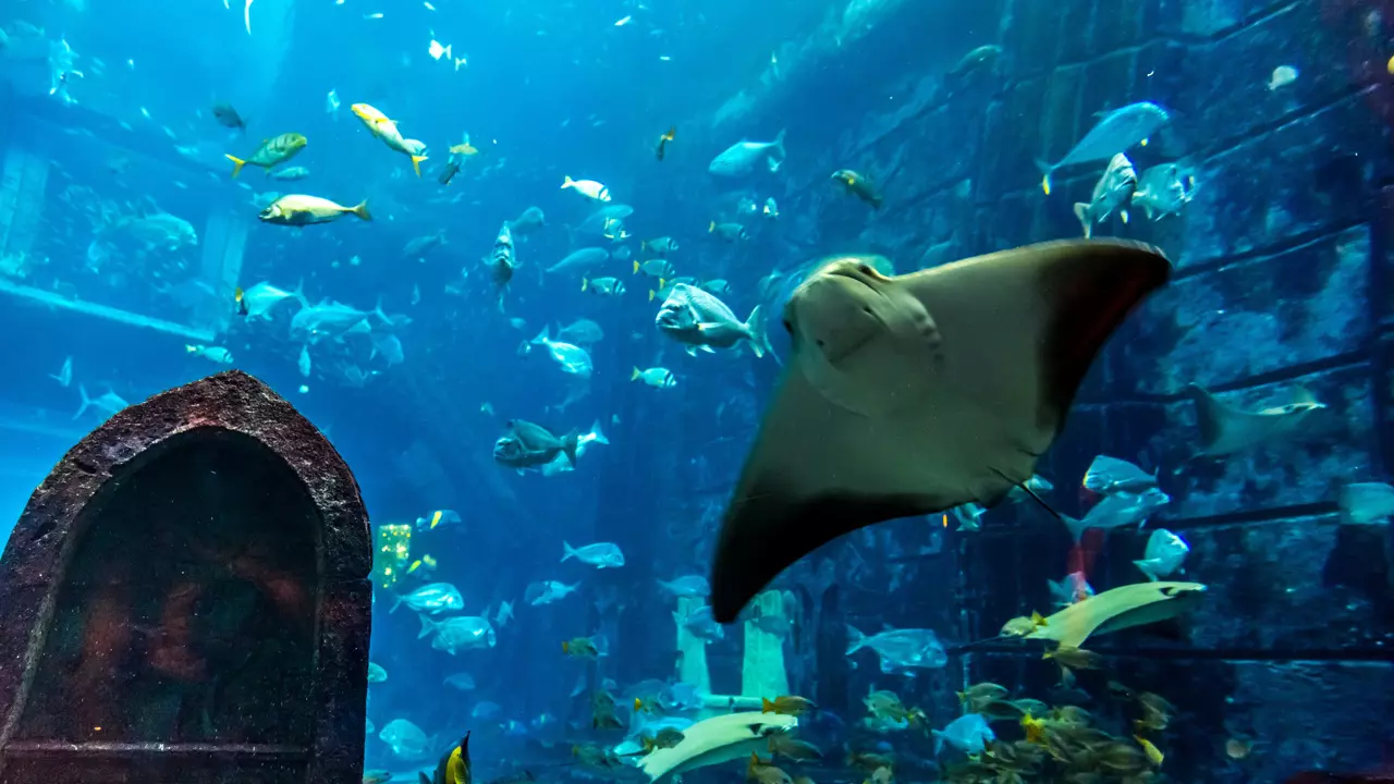 Aquarium and Underwater Zoo at the Dubai Mall -- photo 2