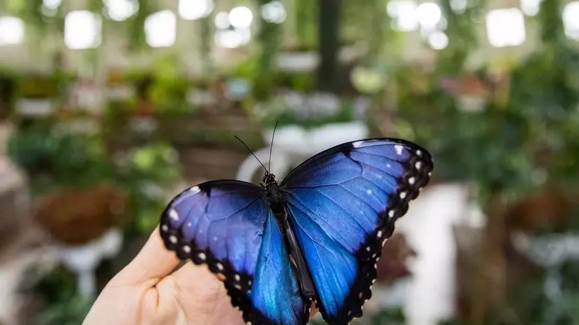 Dubai Butterfly Garden Tickets