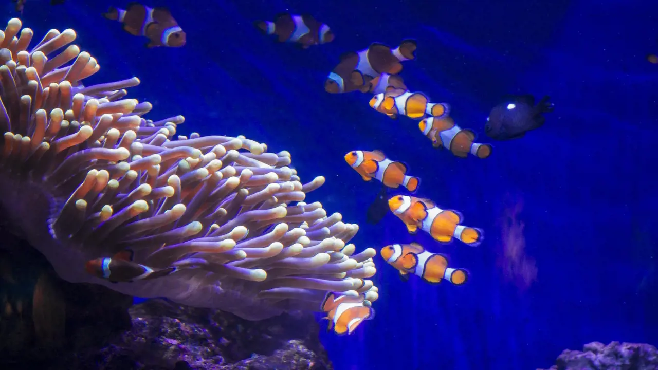 أكواريوم برشلونة — صورة ١
