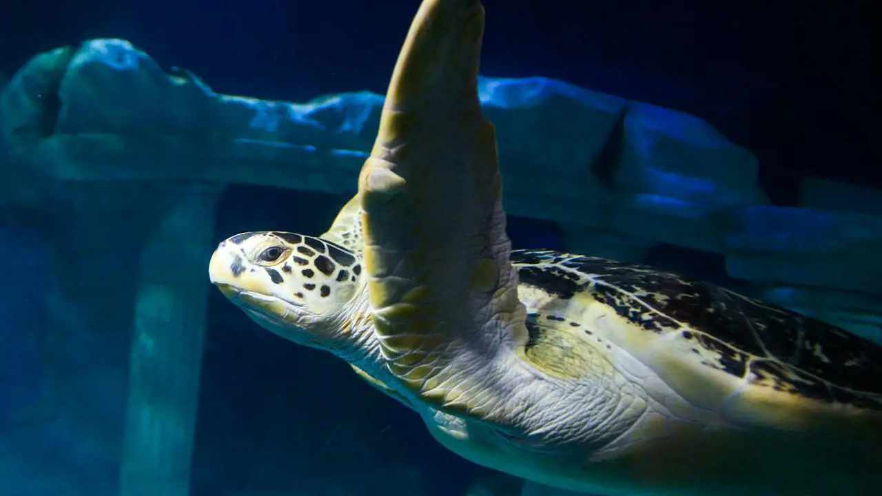 SEA LIFE Porto Tickets -- Ocean Tunnel & Marine Exhibits